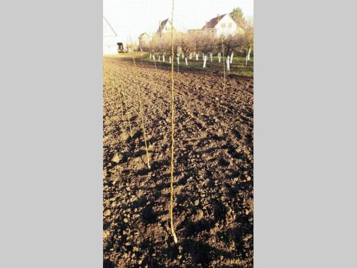 voćne sadnice, extra povoljno besplatni mali oglasi
