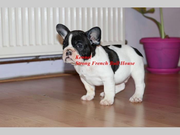 francuski buldog besplatni mali oglasi