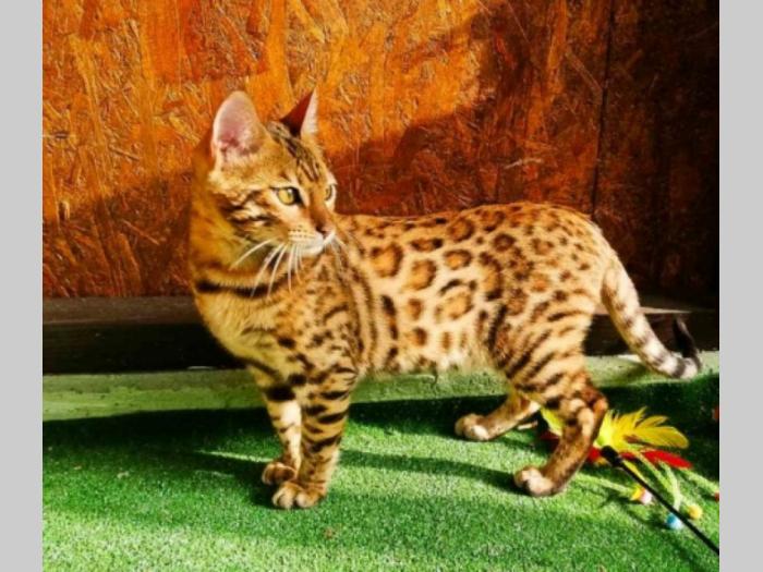 bengalsko muško mače besplatni mali oglasi