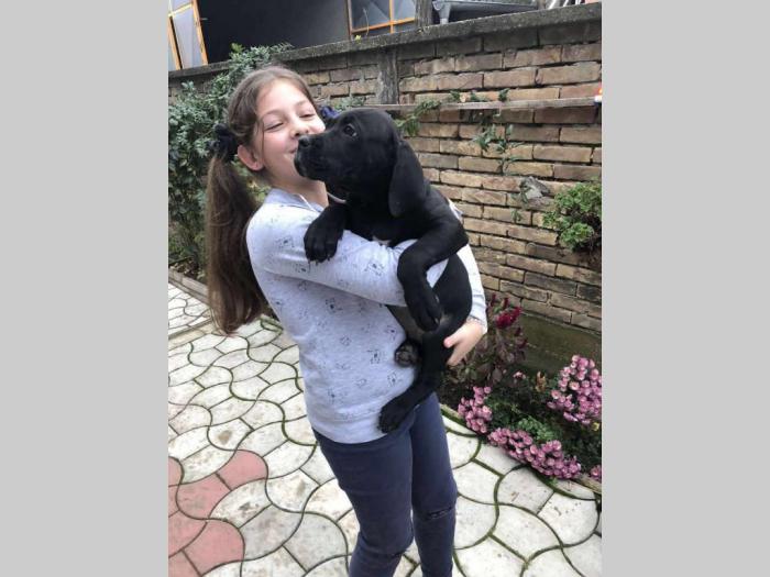cane corso odlični štenci besplatni mali oglasi