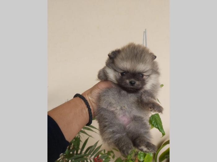 štenci pomeranca besplatni mali oglasi