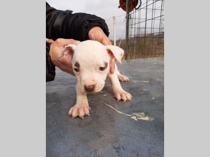 pitbull štenci besplatni mali oglasi