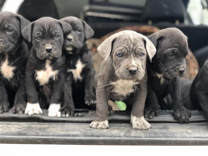 na prodaju štenci cane corso besplatni mali oglasi