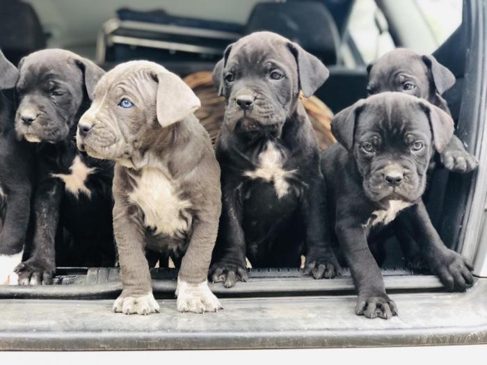 na prodaju štenci cane corso besplatni mali oglasi