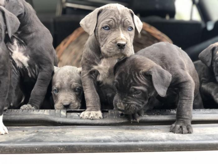 na prodaju štenci cane corso besplatni mali oglasi