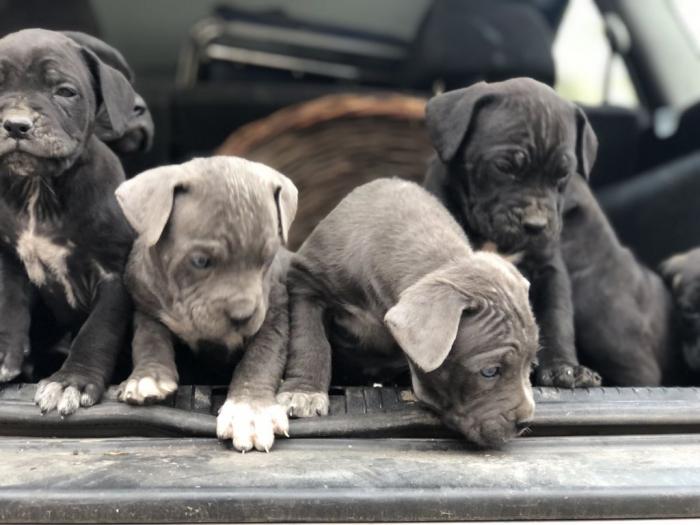 na prodaju štenci cane corso besplatni mali oglasi