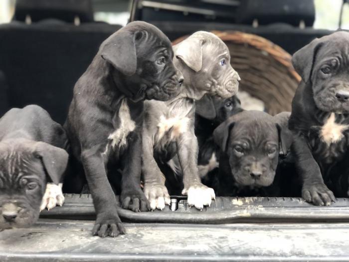na prodaju štenci cane corso besplatni mali oglasi