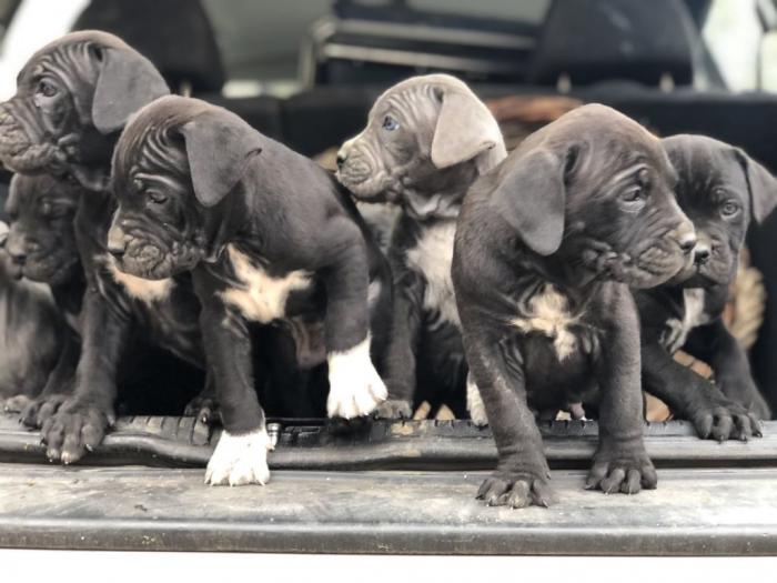 na prodaju štenci cane corso besplatni mali oglasi