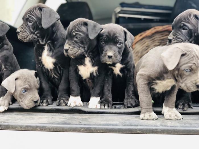 na prodaju štenci cane corso besplatni mali oglasi