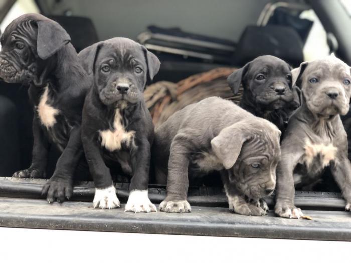 na prodaju štenci cane corso besplatni mali oglasi