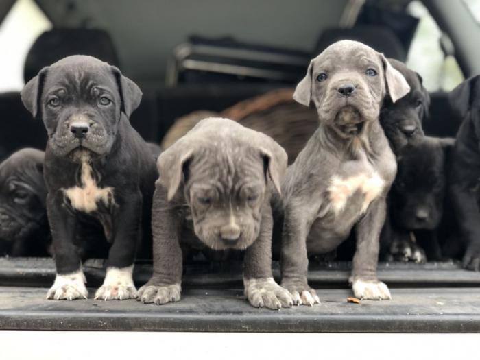 na prodaju štenci cane corso besplatni mali oglasi