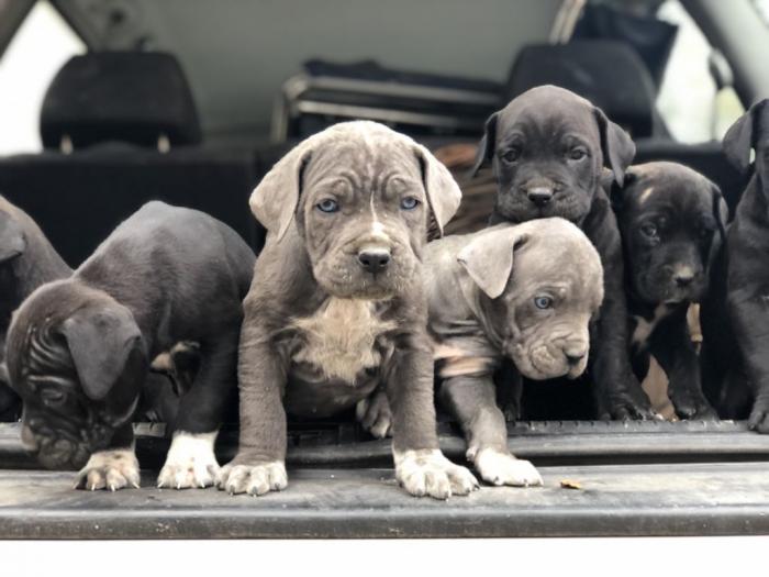 na prodaju štenci cane corso besplatni mali oglasi