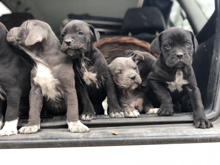 na prodaju štenci cane corso besplatni mali oglasi