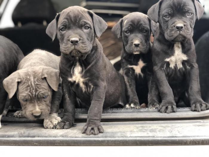 na prodaju štenci cane corso besplatni mali oglasi