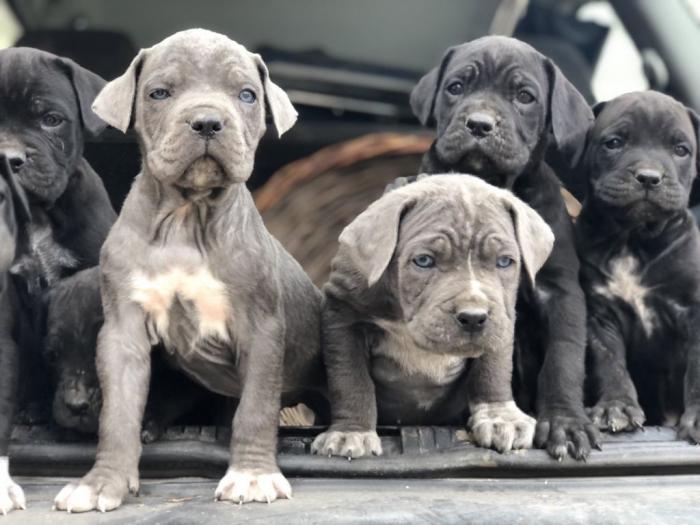 na prodaju štenci cane corso besplatni mali oglasi