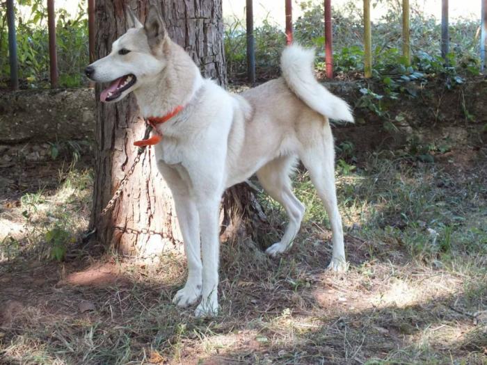 štenci zapadnosibirske lajke na prodaju besplatni mali oglasi