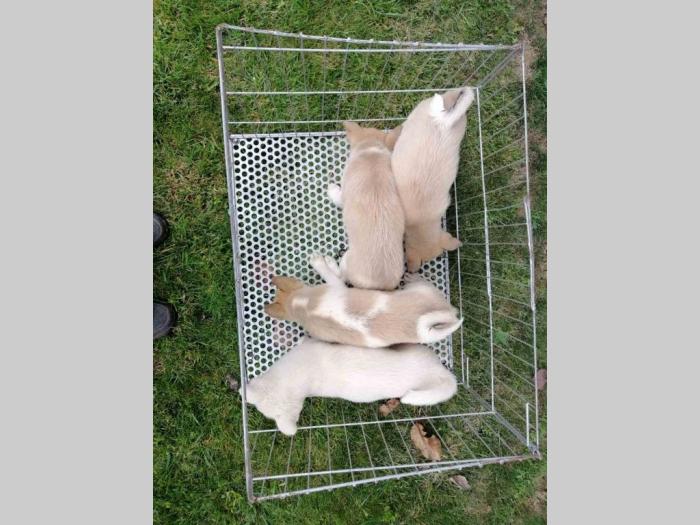 štenci zapadnosibirske lajke na prodaju besplatni mali oglasi