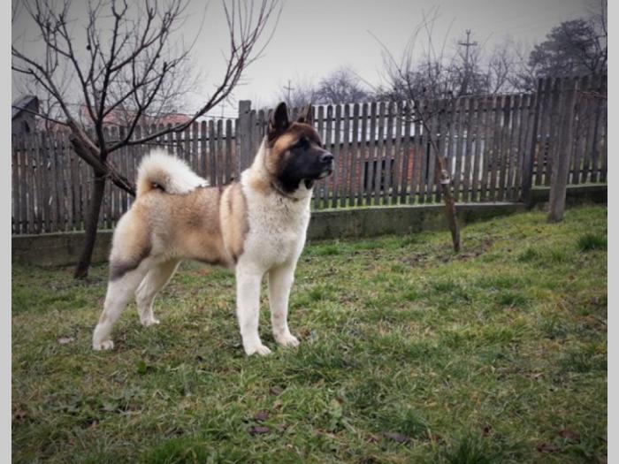 američka akita štenci besplatni mali oglasi