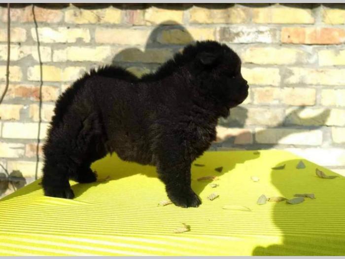 tri crne devojčice chow chow besplatni mali oglasi
