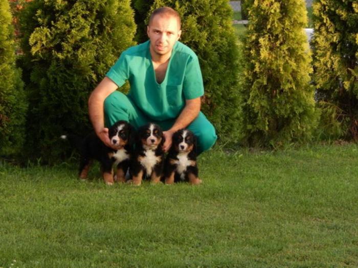 na prodaju štenci bernskog planinskog psa besplatni mali oglasi