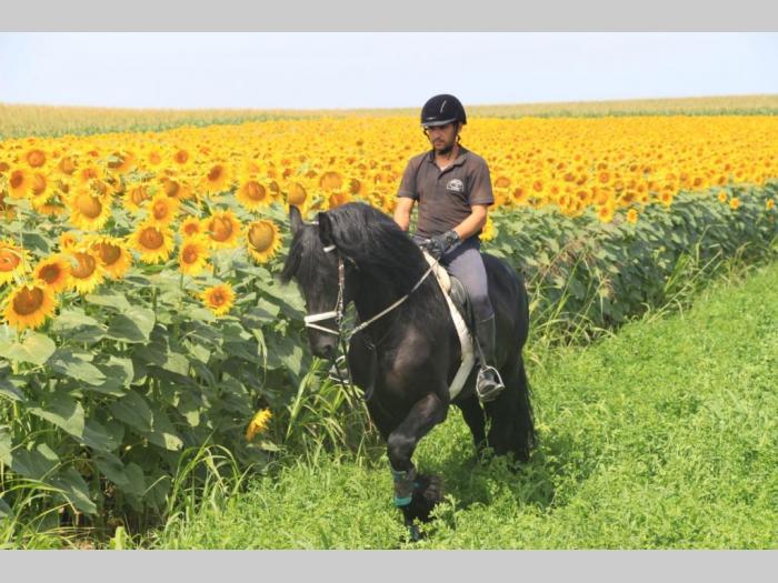 prodaja frizijskih konja besplatni mali oglasi