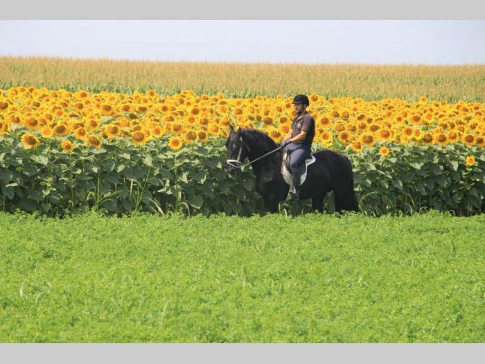prodaja frizijskih konja besplatni mali oglasi