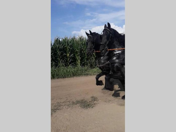 prodaja frizijskih konja besplatni mali oglasi