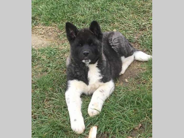 američka akita štenci besplatni mali oglasi