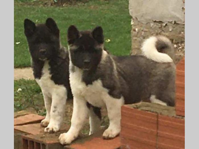 američka akita štenci besplatni mali oglasi