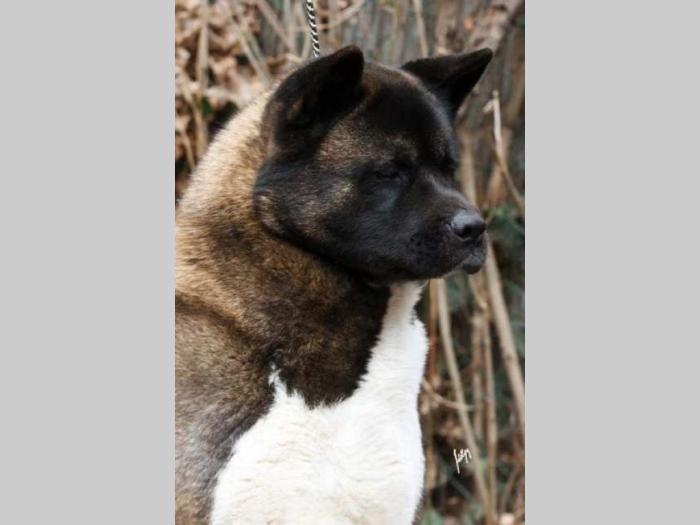 američka akita štenci besplatni mali oglasi