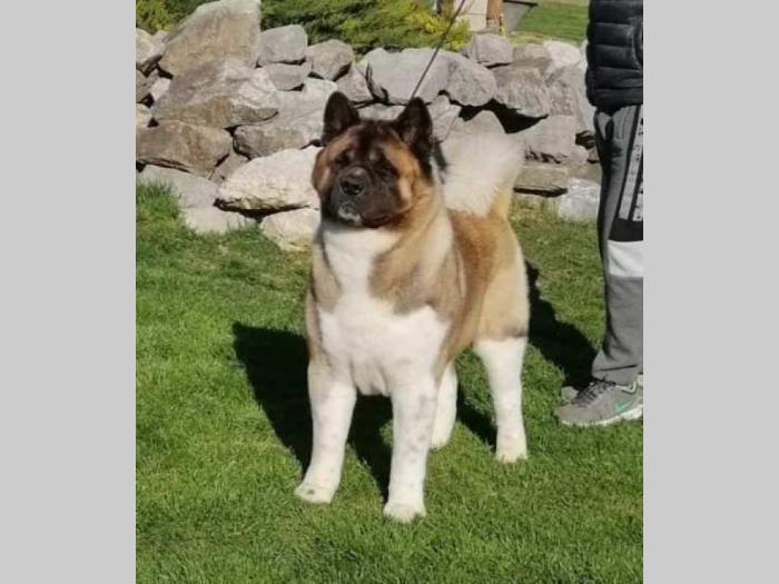 američka akita štenci besplatni mali oglasi