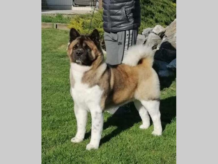 američka akita štenci besplatni mali oglasi