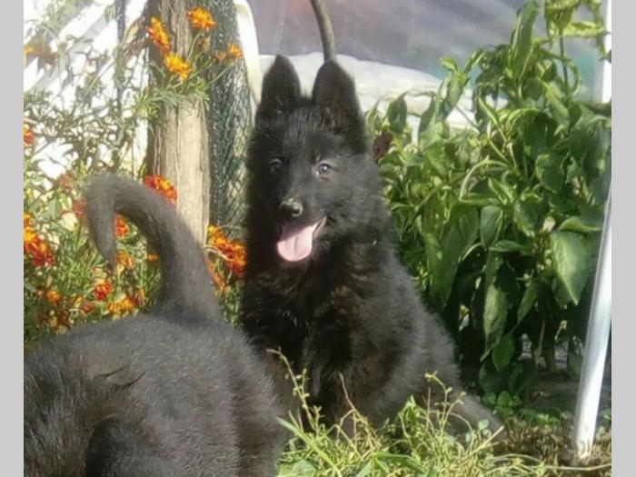 crni nemački ovčar štenci besplatni mali oglasi