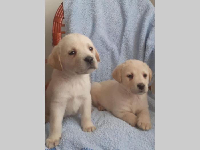 štenci labrador dobrog porekla besplatni mali oglasi