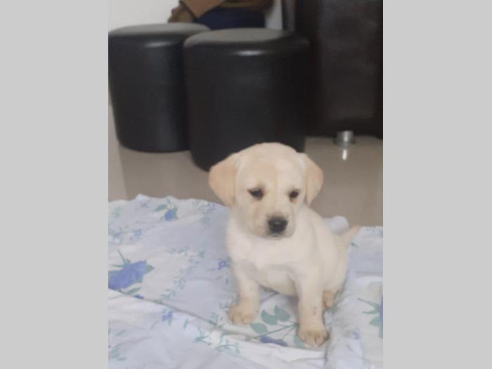 štenci labrador dobrog porekla besplatni mali oglasi
