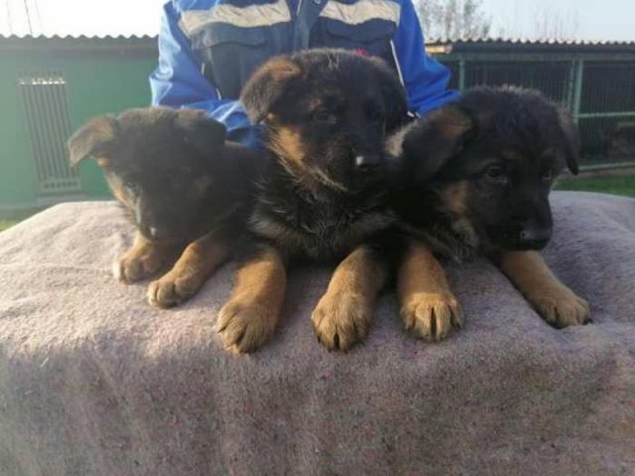nemački ovčar štenci besplatni mali oglasi