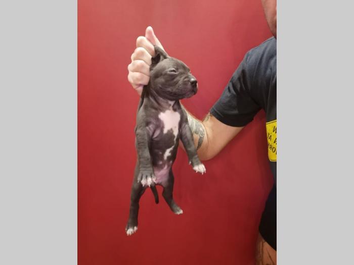 pit bull štenci na prodaju besplatni mali oglasi