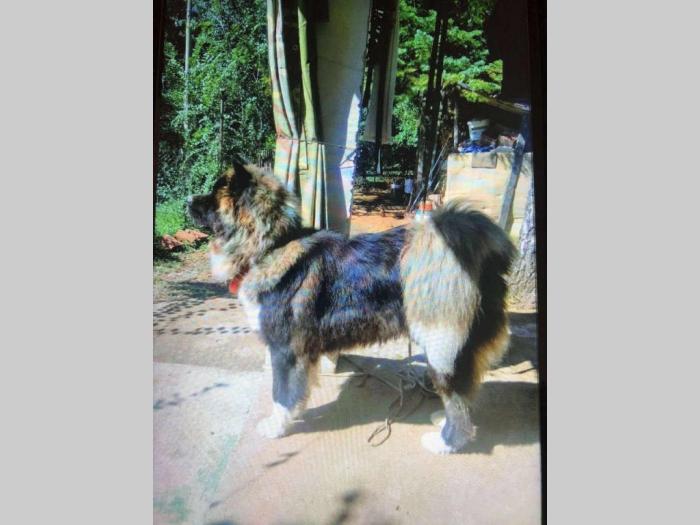 američka akita pas besplatni mali oglasi