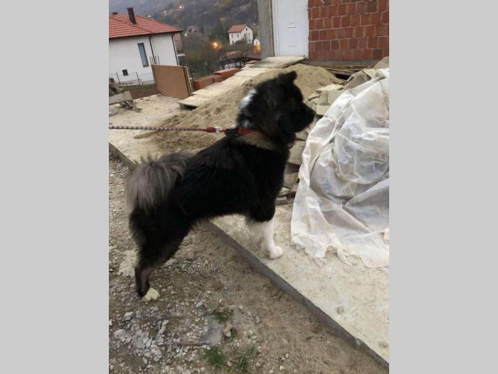 američka akita pas besplatni mali oglasi