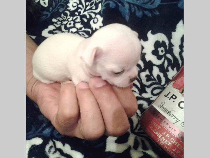 mini čivave princess chihuahua kennel  besplatni mali oglasi