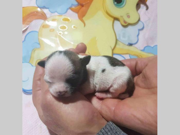 mini čivave princess chihuahua kennel  besplatni mali oglasi