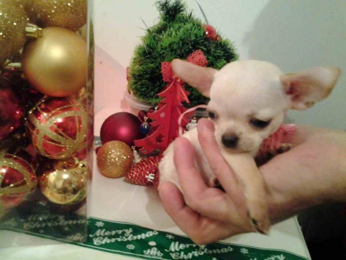 mini čivave princess chihuahua kennel  besplatni mali oglasi