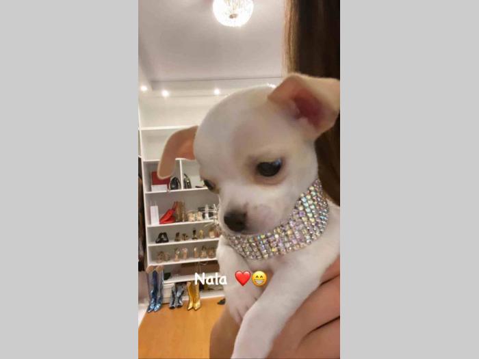 mini čivave princess chihuahua kennel  besplatni mali oglasi