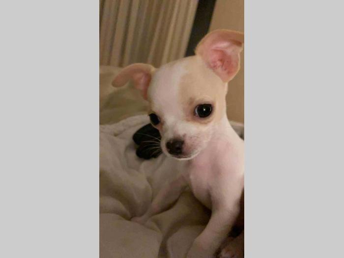 mini čivave princess chihuahua kennel  besplatni mali oglasi