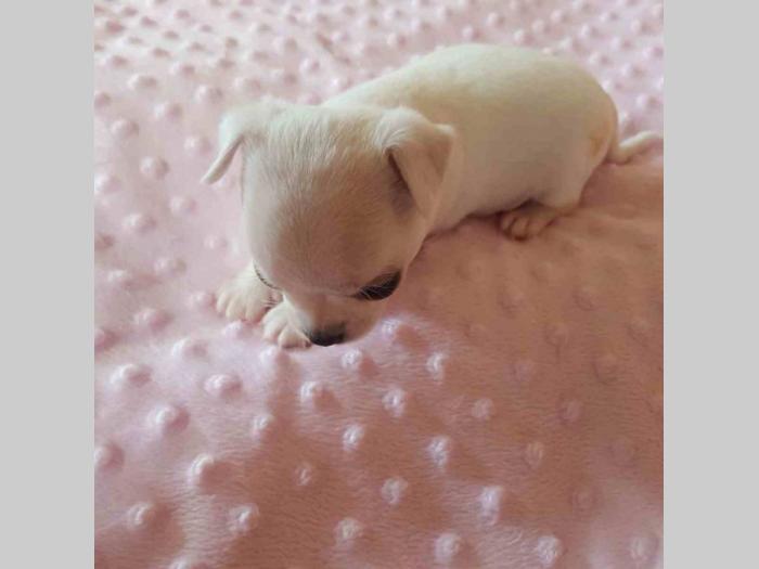 mini čivave princess chihuahua kennel  besplatni mali oglasi