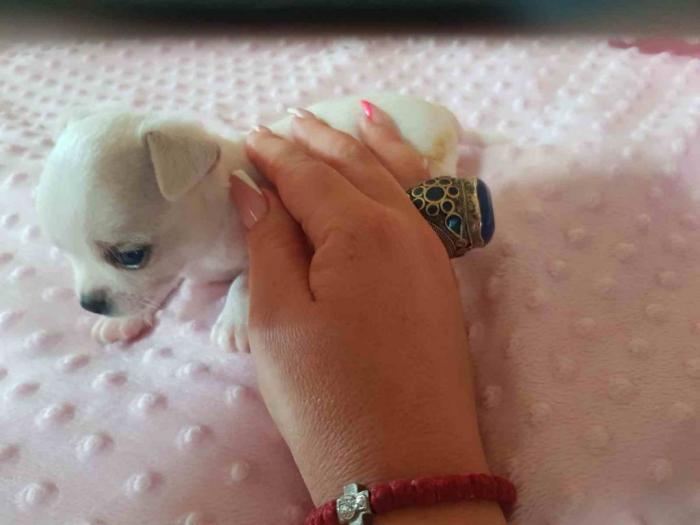 mini čivave princess chihuahua kennel  besplatni mali oglasi