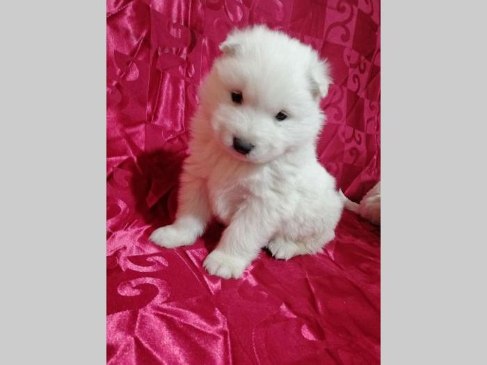 samojed štenci besplatni mali oglasi
