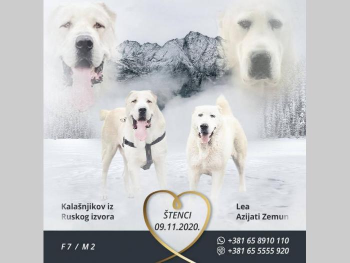 srednjeazijski ovčar vrhunskog porekla besplatni mali oglasi