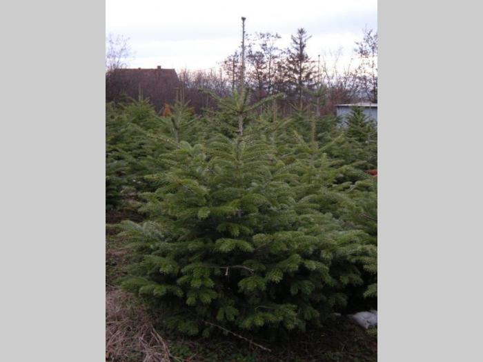 prodaja jela abies alba besplatni mali oglasi