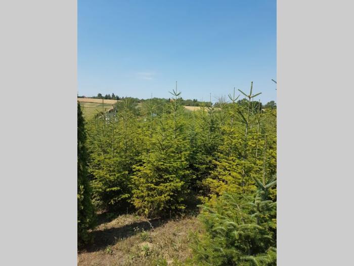 prodaja jela abies alba besplatni mali oglasi
